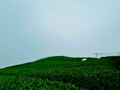 -午潮山国家森林公园