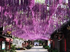 -婺源梦里老家大型山水实景演出