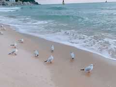-海云台海滩
