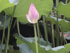 -荔湾湖公园