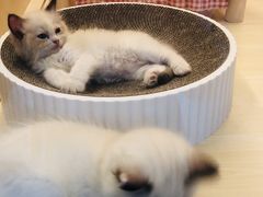-momokira米努特·德文卷毛猫·棉花面纱犬