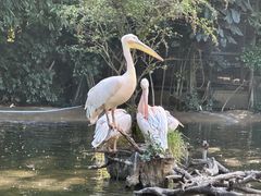 -广州长隆飞鸟乐园