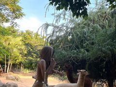 -灵玲国际马戏城