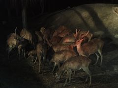 -清迈夜间动物园