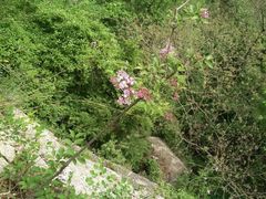 -洛阳白云山景区