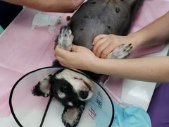 -北京观赏动物医院·24小时大型综合·猫专科·异宠专科