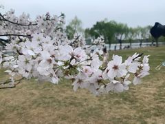 -西湖外事游船(花港观鱼码头)