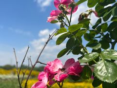-紫颐香薰山谷景区