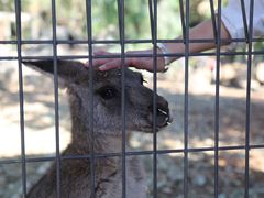 -费瑟代尔野生动物园