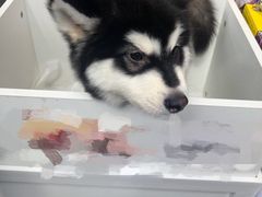 -宠颐生动物医院·心脏科·保险定点(锦阳分院)