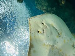 -上海海洋水族馆