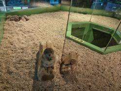 -未来动物城动物主题公园(大悦城店)