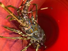 -半岛私房菜(梅林店)