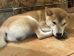 -more than meow吴止猫主题餐厅(承德 中船汇店)