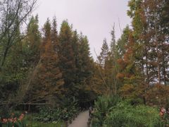 -桤木河湿地公园