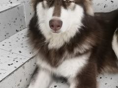 -Husky Go!哈士奇体验馆·宠物咖啡厅狗咖