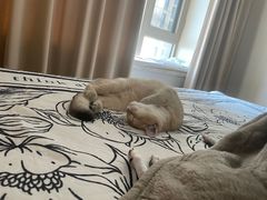 -天使宠物医院·犬猫分诊(彩虹店)