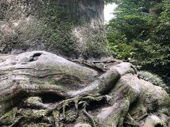 -天目山大树王景区