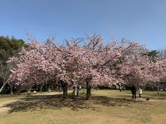 -井之头恩赐公园