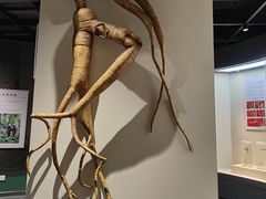 -广东中医药博物馆