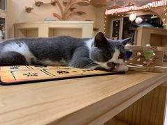 -猫和宫(六道口店)