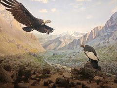 -美国自然历史博物馆