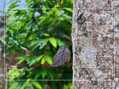 -西双版纳原始森林公园