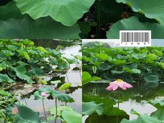 -荷塘月色湿地公园·向阳花洲