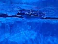 -芜湖新华联大白鲸海洋公园