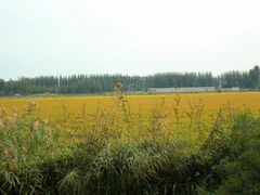 -白洋淀景区
