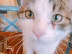 -Sirena海妖日咖夜酒