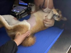 -爱侣宠医·鹦鹉专科·小型哺乳类·异宠专科(灵石路店)