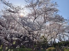 -嘉定紫藤园