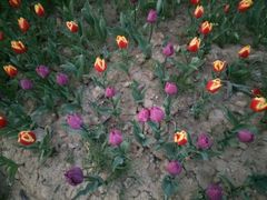 -瑶湖郊野森林公园