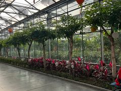 -南宫五洲植物乐园