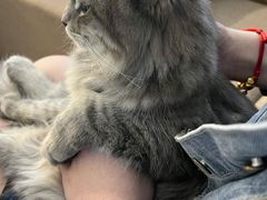 -楼上猫咖(罗湖店)