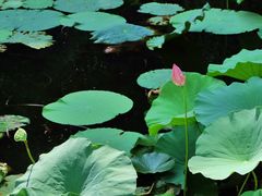 -上海市龙华烈士陵园