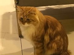 -平行世界·猫咖(首经贸店)
