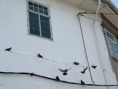 -槟城街头艺术街区