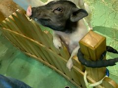 -藦茜花园宠物主题亲子互动体验馆(国顺东路店)
