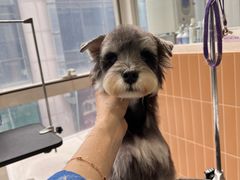 -爱宠屋pet shop·宠物洗澡·宠物美容