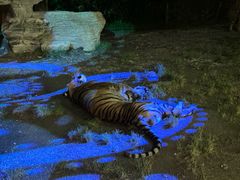 -上海野生动物园老虎餐厅