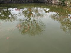 -林屋梅海青梅保护基地