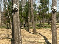 -合肥滨湖国家森林公园