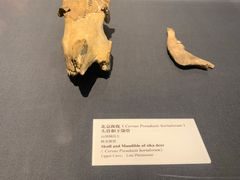 -北京周口店北京人遗址博物馆