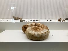 -青岛贝壳博物馆