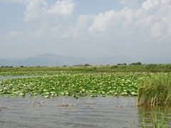 -哈素海