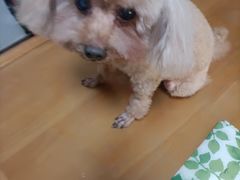 -美联众合动物医院·24h转诊中心