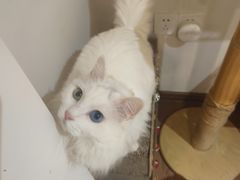 -有猫主题·治愈系猫咖(曾厝垵店)