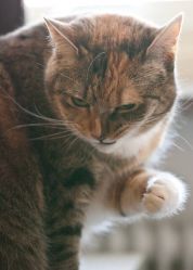 -飛凡TATTOO纹身•原创